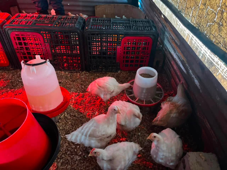 ISHANOZ POULTRY PROJECT ITHOLE UXHASO NGOKUDLA KWEZINKUKHU 